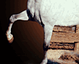 concomp_07.gif (5214 bytes)