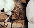 concomp_08.gif (6930 bytes)