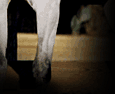 concomp_12.gif (5252 bytes)